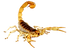 scorpion_PNG12127.png